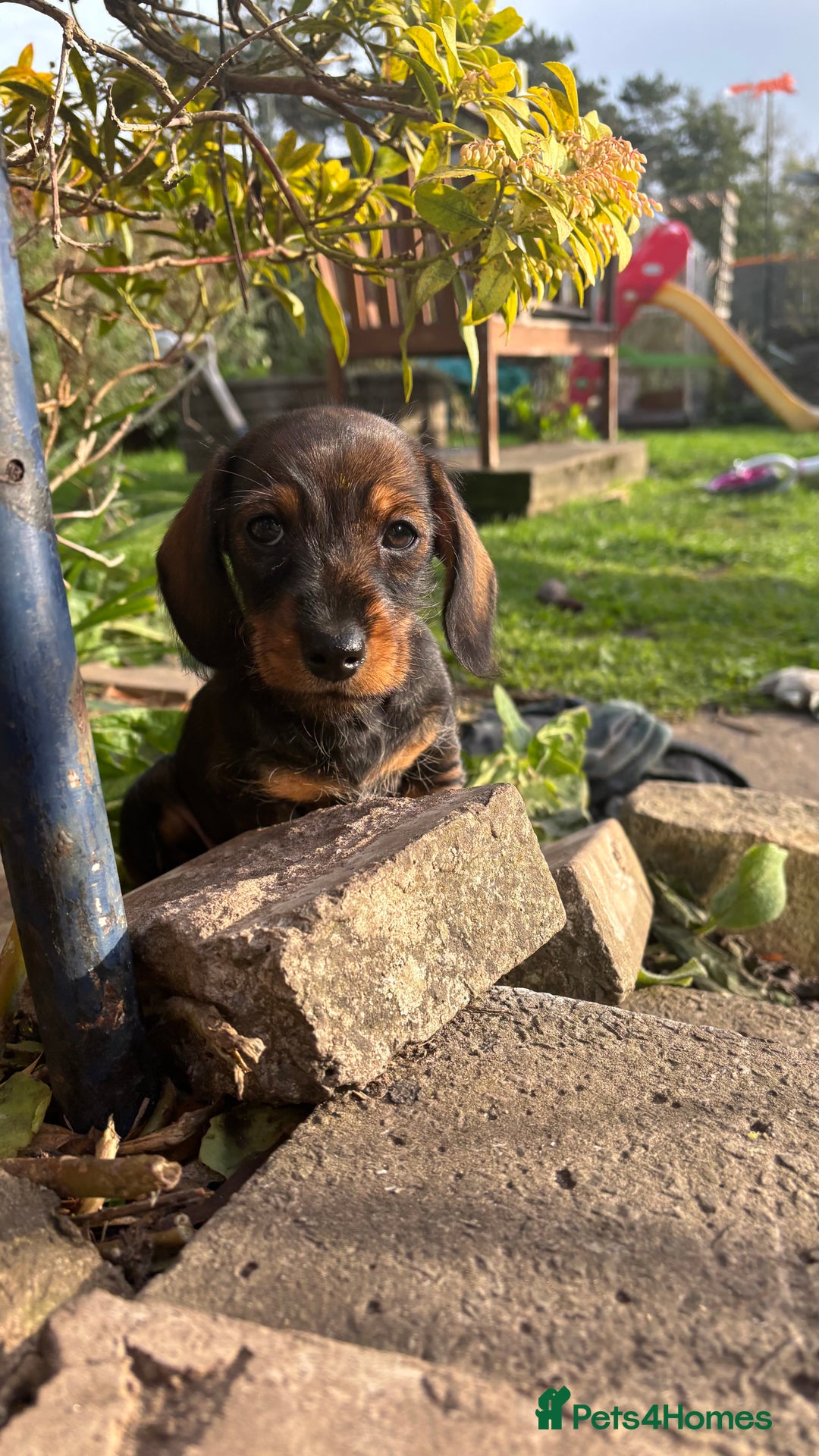 Dachshund dogs for sale: READY NOW ABSOLUTELY GORGEOUS MINI DACHSHUNDS  - Image 4