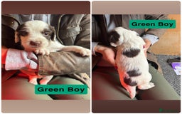 Mixed Breed dogs for sale: Working Sprocker Spaniel - Image 5