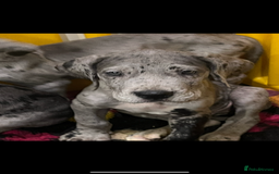 Great Dane dogs for sale: READY NOW PURE BRED GREAT DANE PUPPIES FOR SALE - Image 15