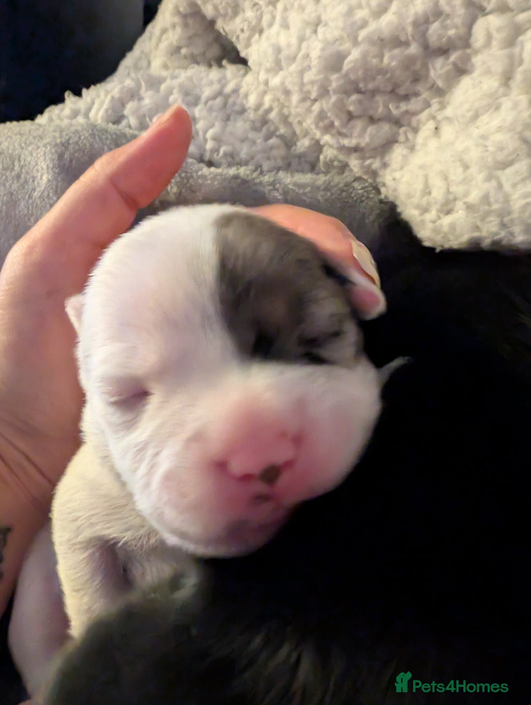 Mixed Breed dogs for sale: Stunning jack Russel cross staffy - Image 10