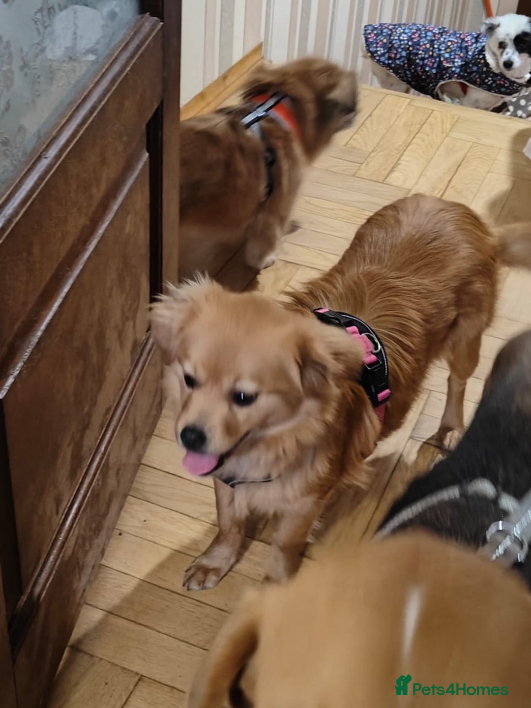 Mixed Breed dogs for adoption: 💖🐶 SILVIA 🐶💖 - Advert 17