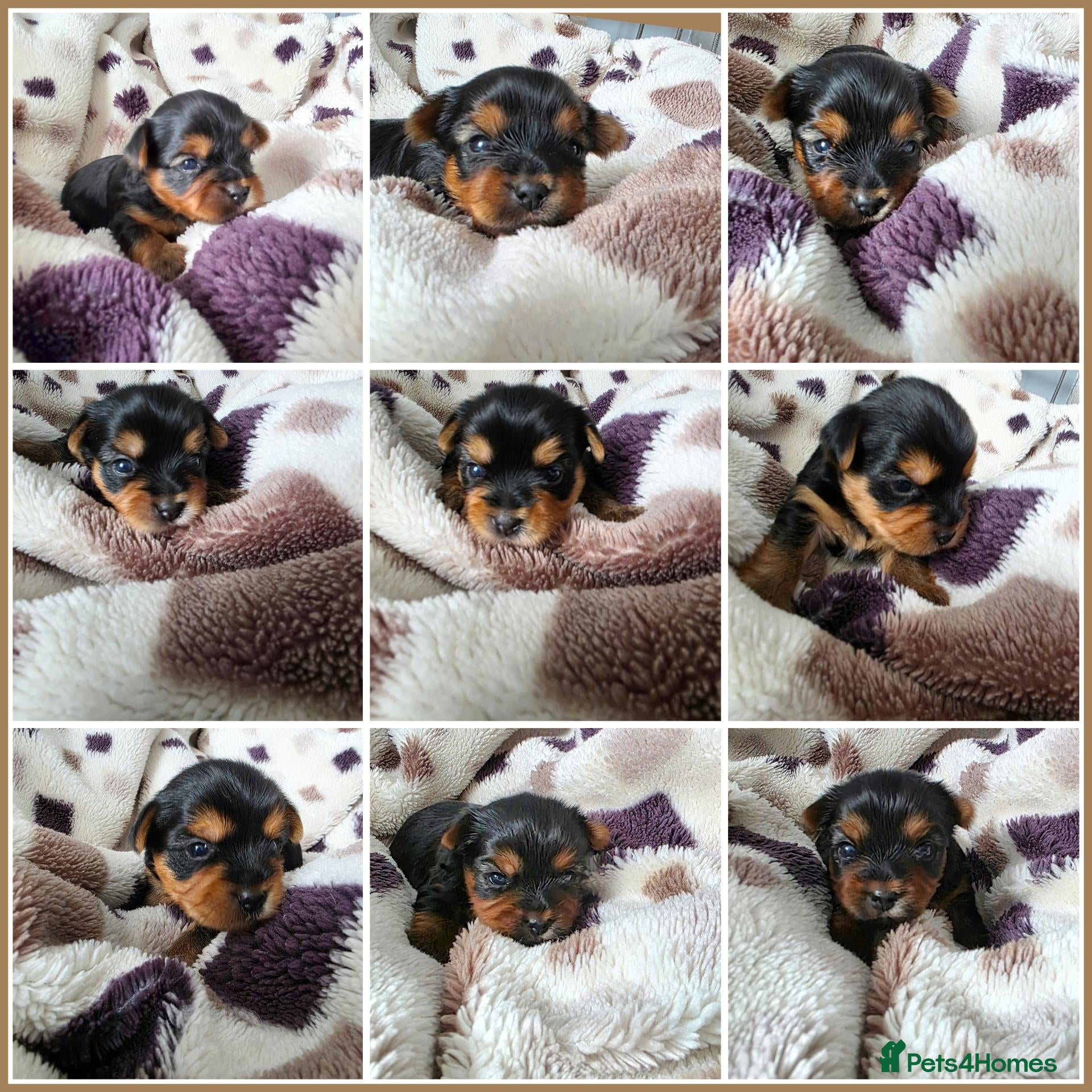 Yorkshire Terrier dogs 💕Yorkshire Terrier puppies.💕 - Advert 6