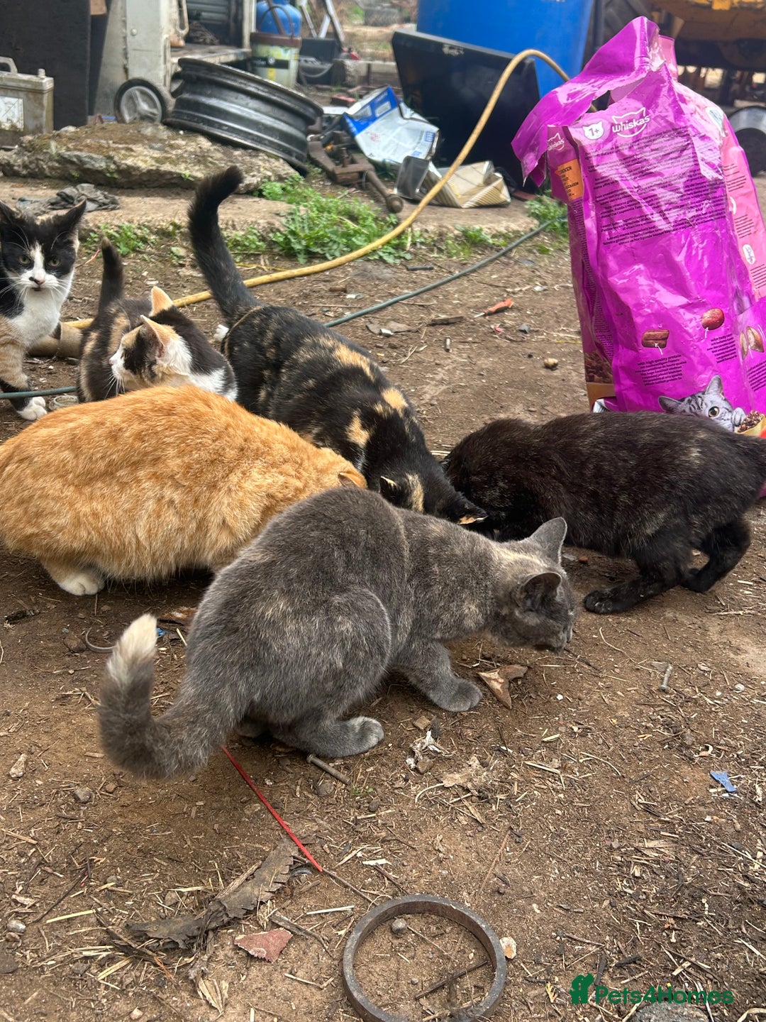 Domestic Shorthair cats for sale: Farm kittens £30 pair - Image 6