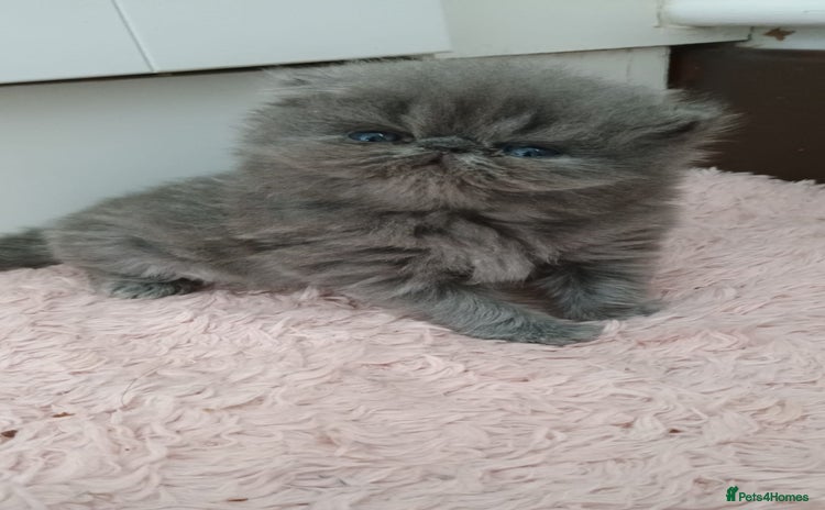 Persian cats - Advert 2