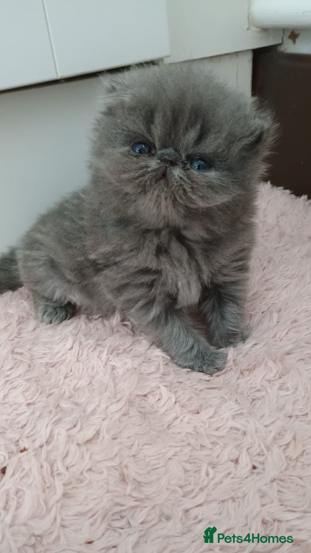 Persian cats for sale: Pure Bred Persian Babies GCCF Registered Breeder - Image 1
