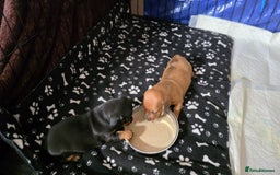 Miniature Dachshund dogs for sale: 🐶 Stunning Black & Tan Miniature Dachshund Puppy - Image 4