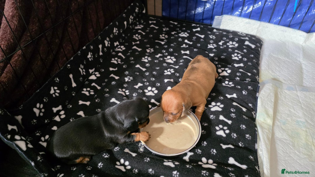 Miniature Dachshund dogs for sale: 🐶 Stunning Black & Tan Miniature Dachshund Puppy - Image 4