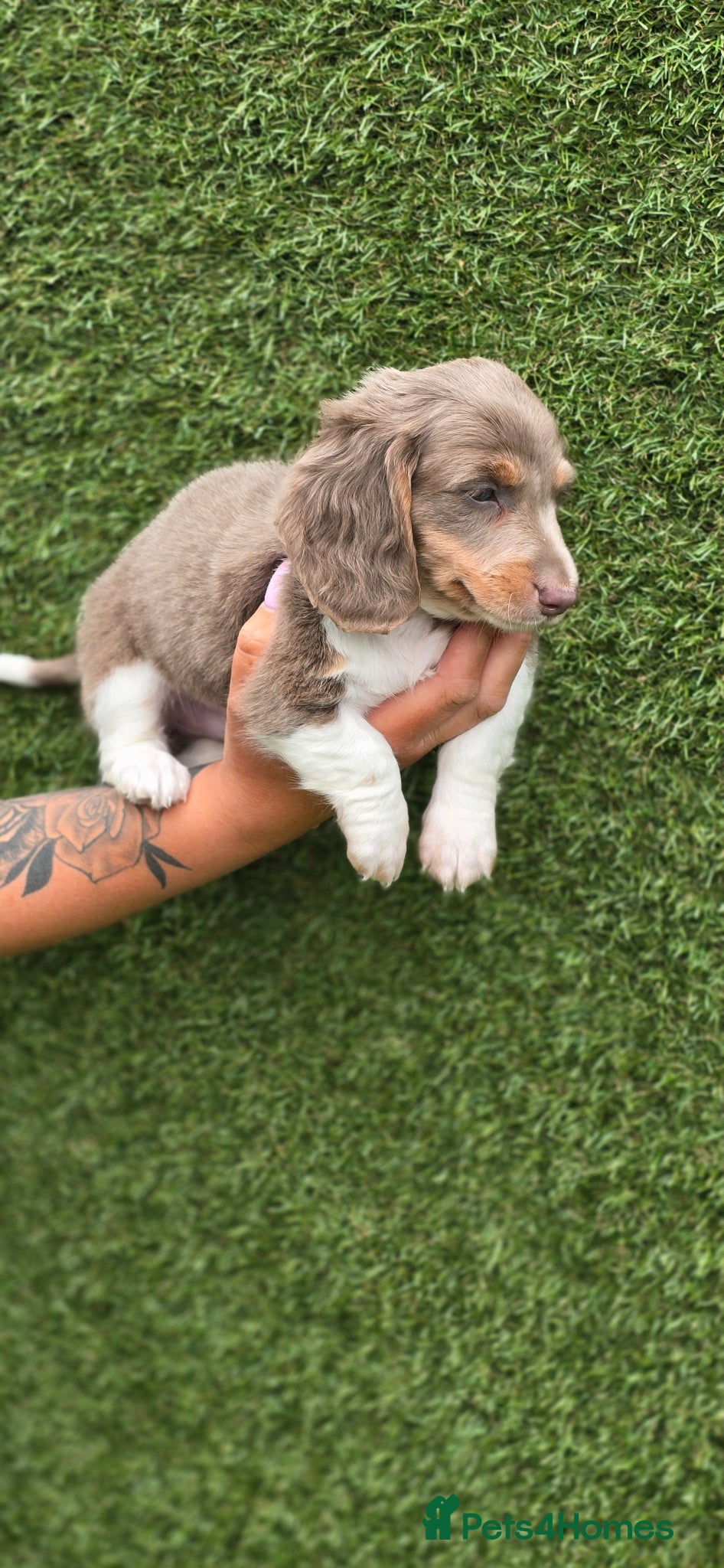 Dachshund dogs Kc Beautiful Miniature Dachshund long haired - Advert 9
