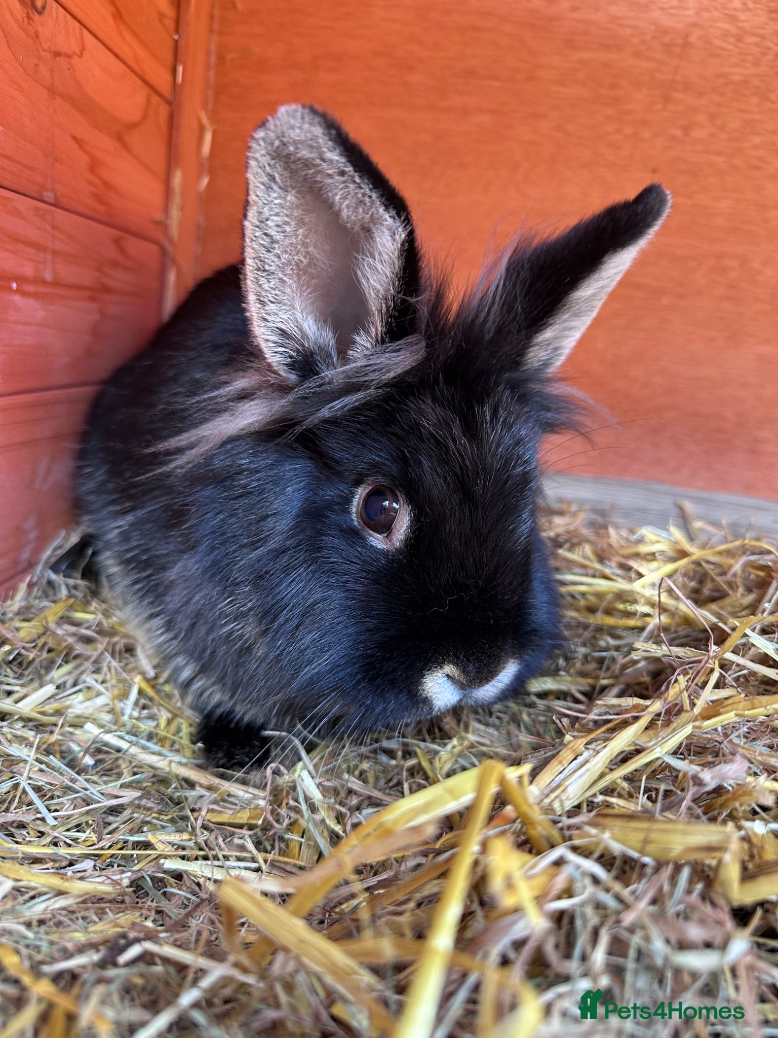 Mini Lop rabbits Female Lionhead and setup  - Advert 22