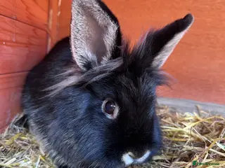 Mini Lop rabbits Female Lionhead and setup - Advert 22