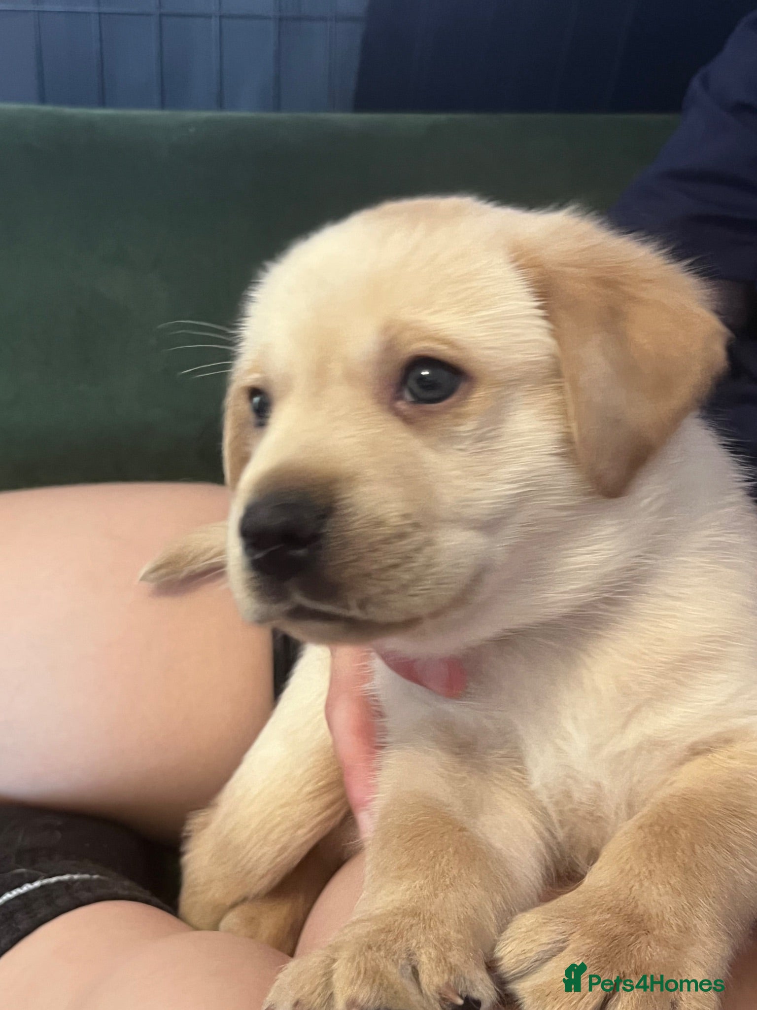 Labrador Retriever dogs 2 Beautiful Labrador Puppies - KC Registered  - Advert 2
