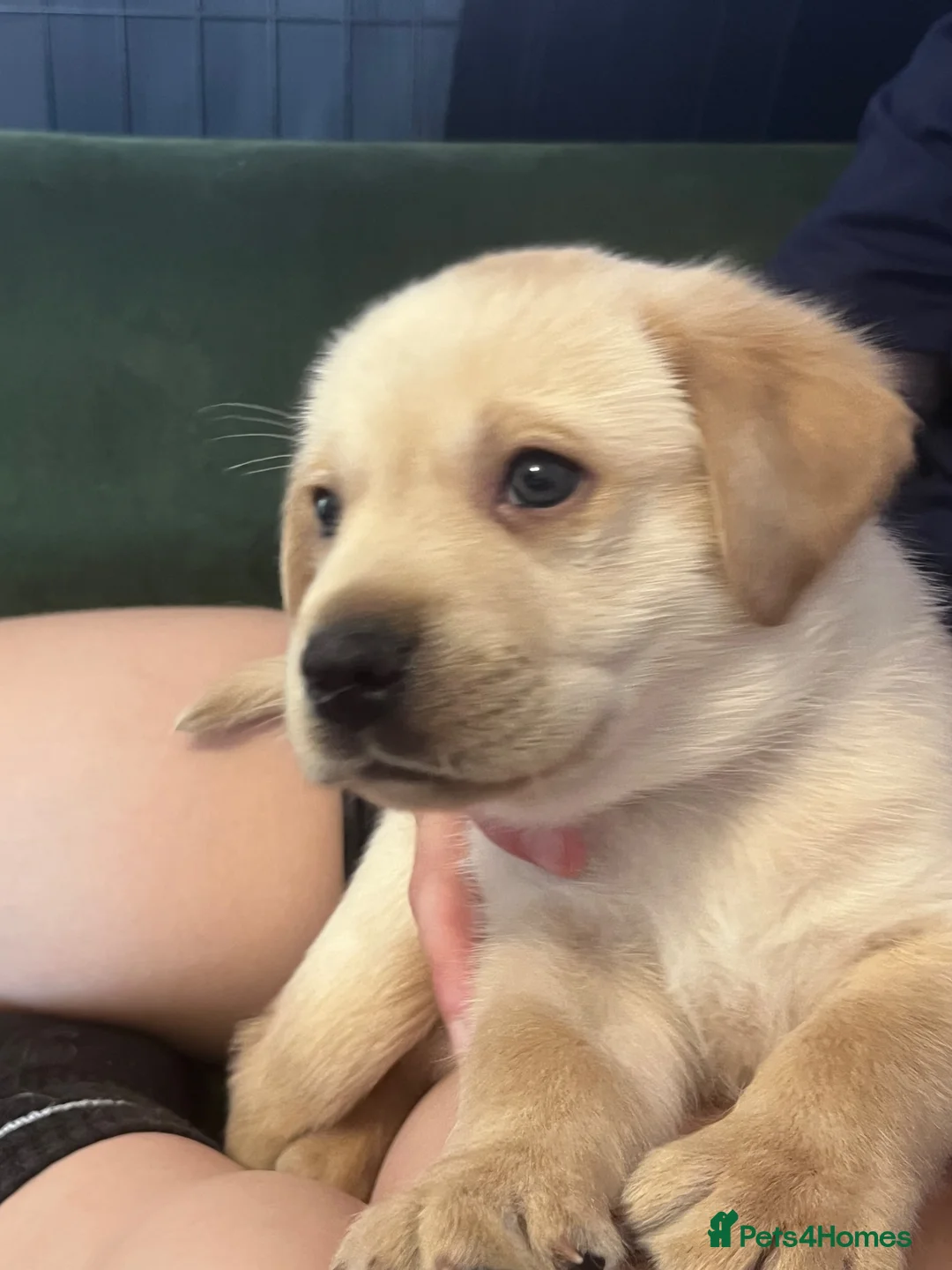 Labrador Retriever dogs for sale: 1 Beautiful Labrador Puppy  - KC Registered  - Advert 2