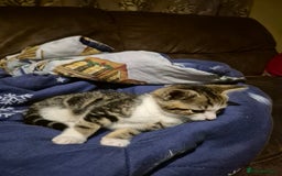 Mixed Breed cats for sale: Tabby male kitten - Image 3