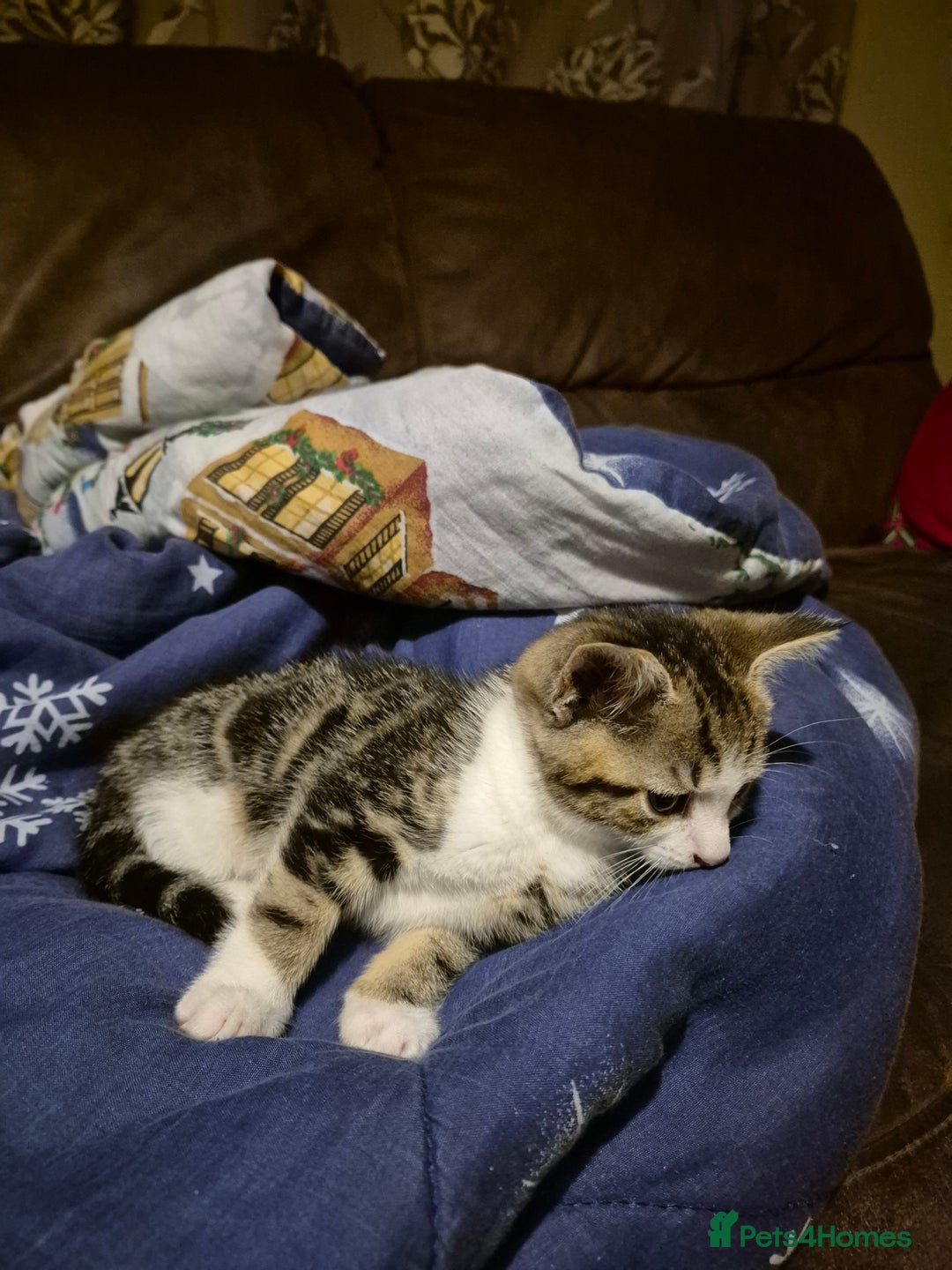 Mixed Breed cats for sale: Tabby male kitten - Image 3