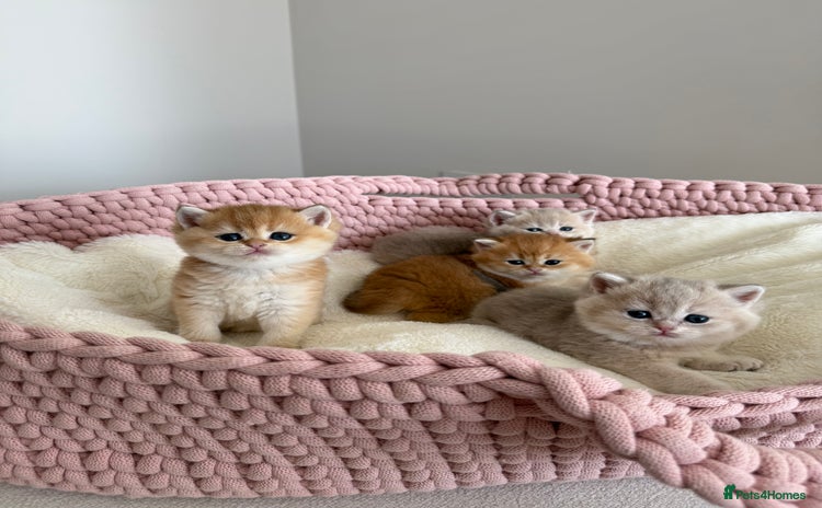 British Shorthair cats - Advert 3