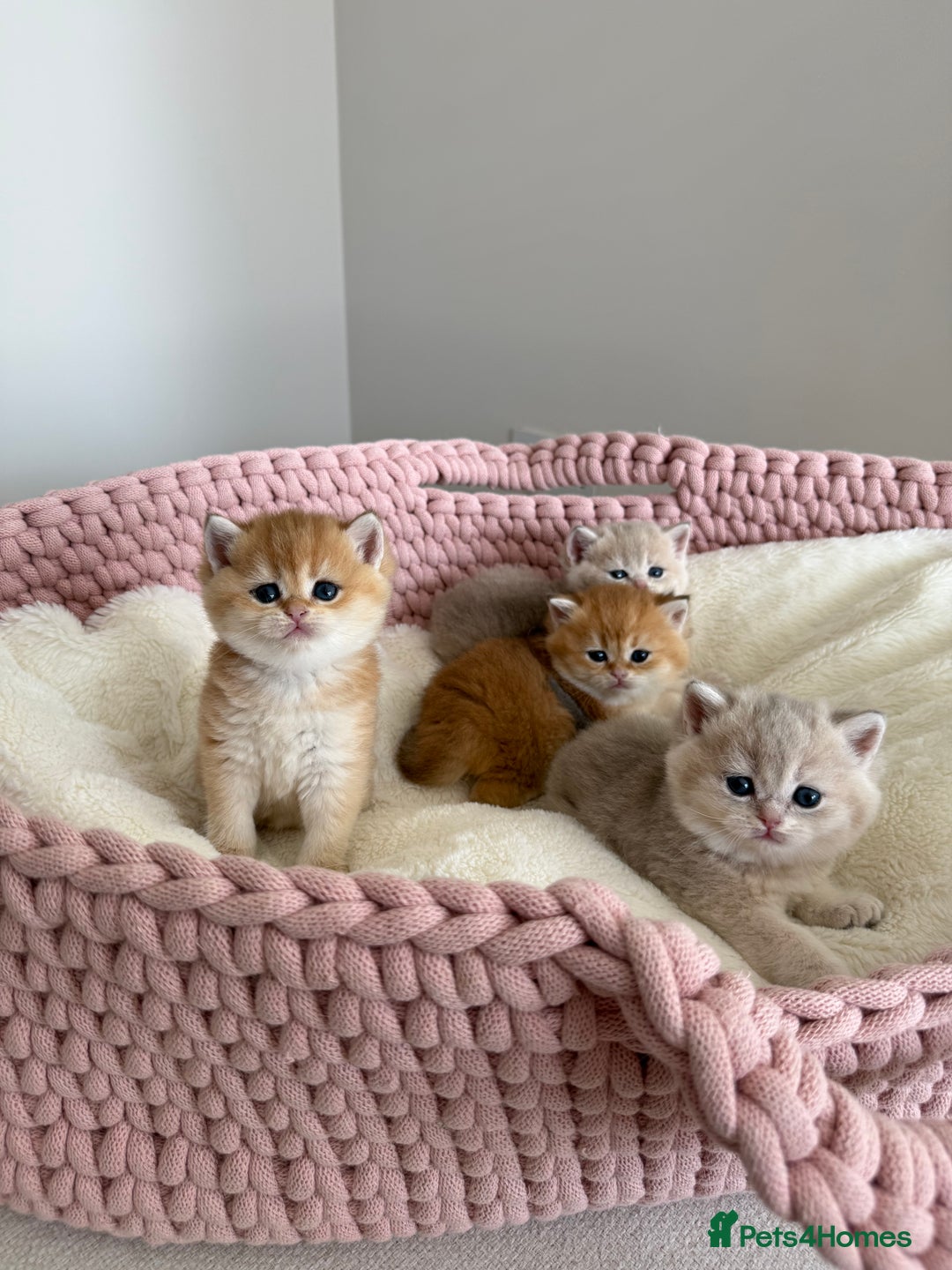 British Shorthair cats for sale: Golden Blue British Shorthair kittens  - Advert 1