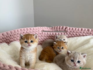 British Shorthair cats Golden Blue British Shorthair kittens - Advert 9