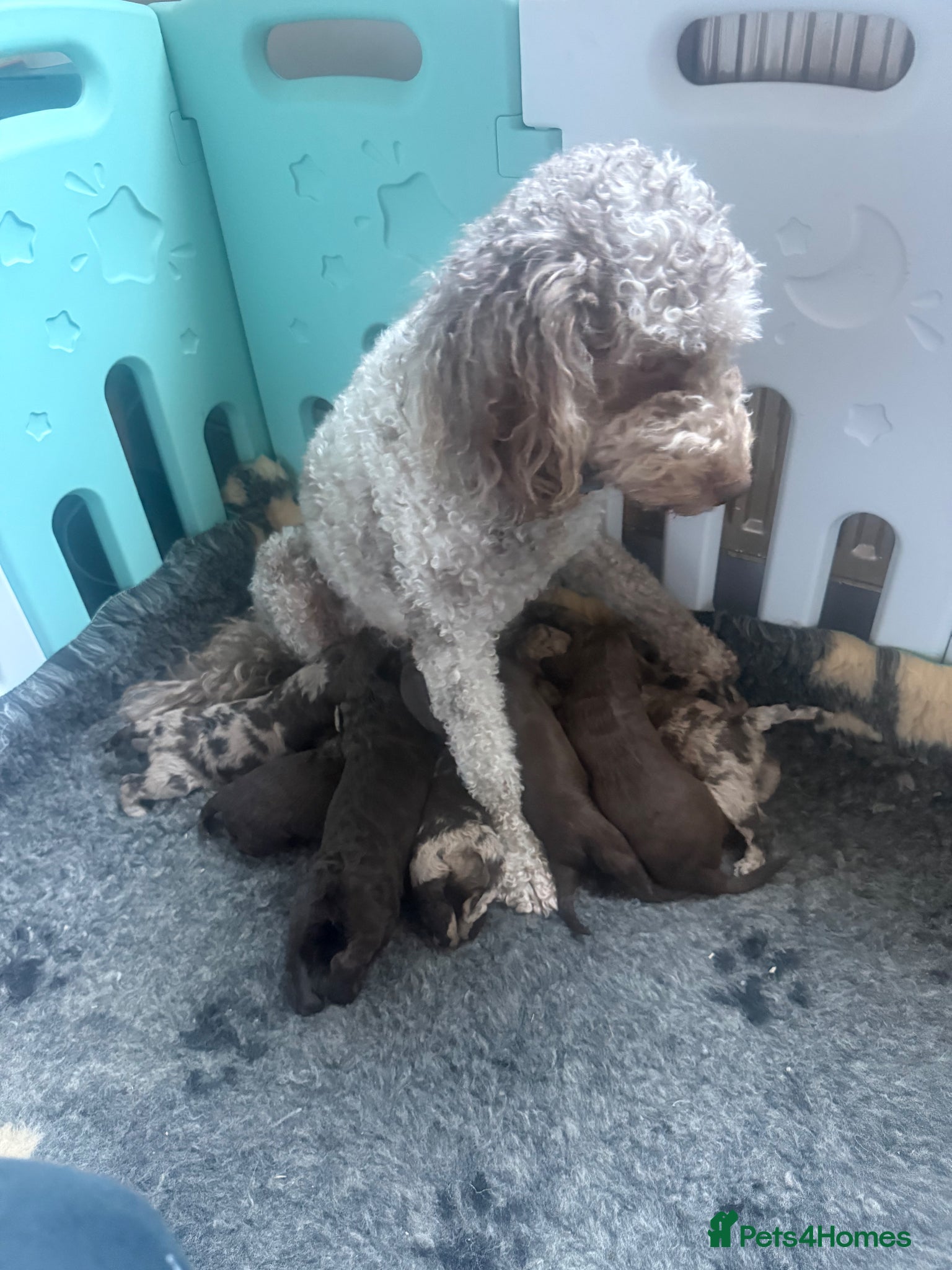 Cockapoo dogs Cockapoo x Labradoodle Hybrid - Advert 1