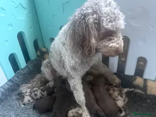 Cockapoo dogs Cockapoo x Labradoodle Hybrid - Advert 1