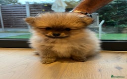 Pomeranian dogs for sale: 2 Pomeranian female puppies available  - Image 12