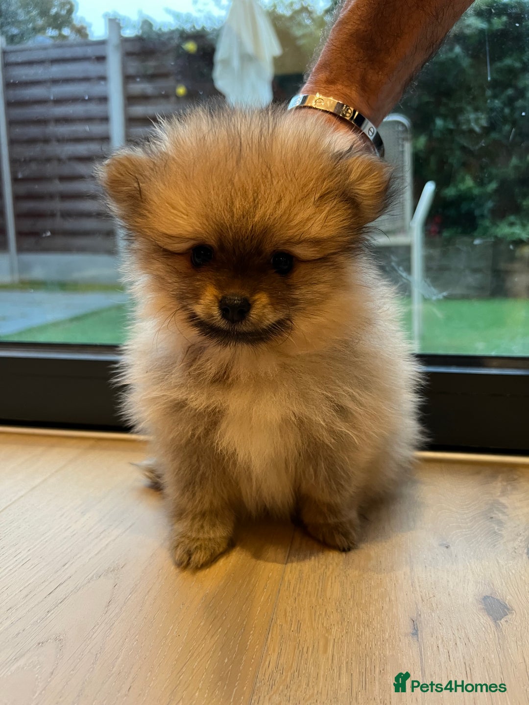 Pomeranian dogs for sale: 2 Pomeranian female puppies available  - Image 12