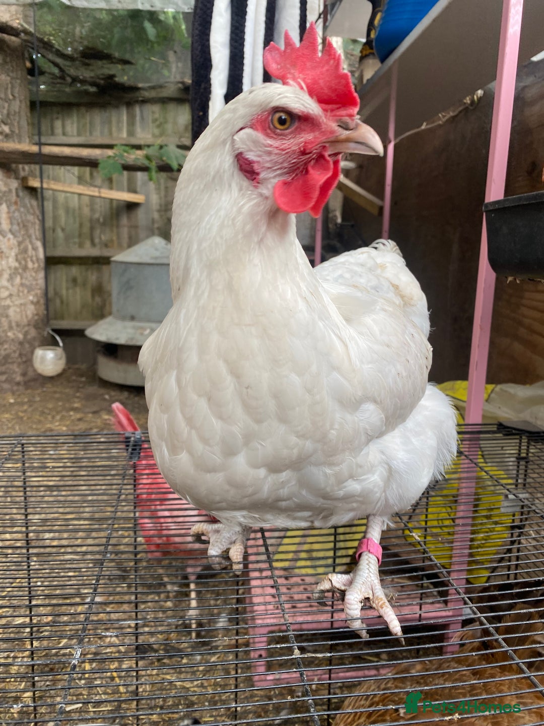 Chickens poultry for sale: 7 HYBRID HENS FOR SALE  - Image 2