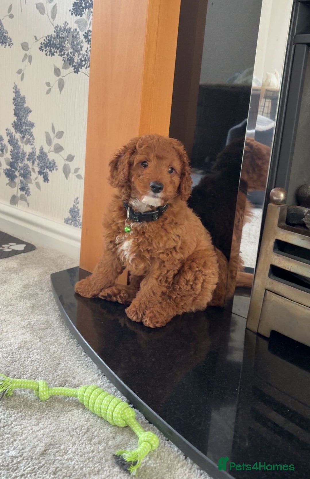 Cavapoo dogs for sale: Top Class Extensively tested Toy Cavapoo pups - Advert 34