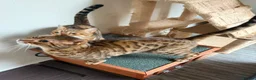 Bengal cats for sale: Beautiful Adult Bengals - Advert 4