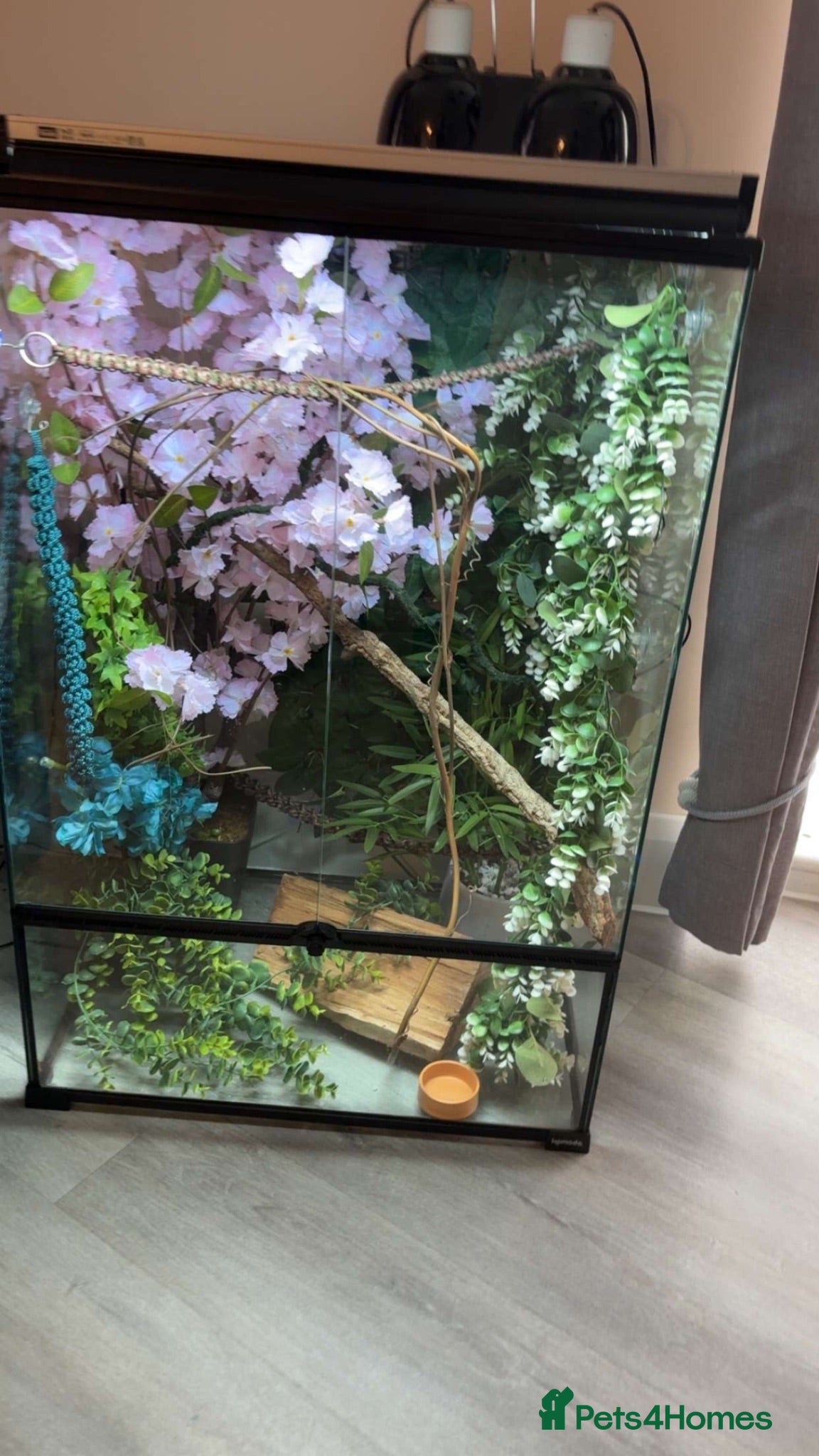 Chameleon reptiles Male Yemen chameleon and full set up  - Advert 1
