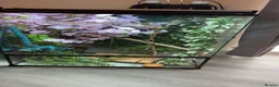 Chameleon reptiles for sale: Male Yemen chameleon and full set up  in Cardiff - Advert 1