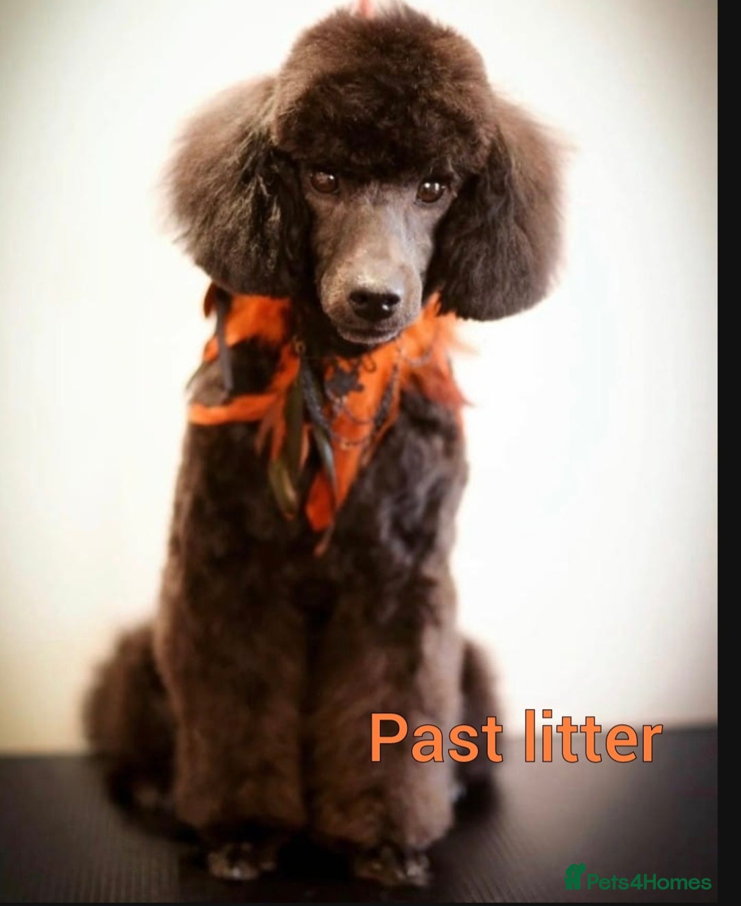 Poodle dogs for stud: Fully health tested and kc reg chocolate toy. in Blackburn - Image 4