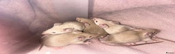 Mouse rodents for sale: Siamese baby mice - Advert 4