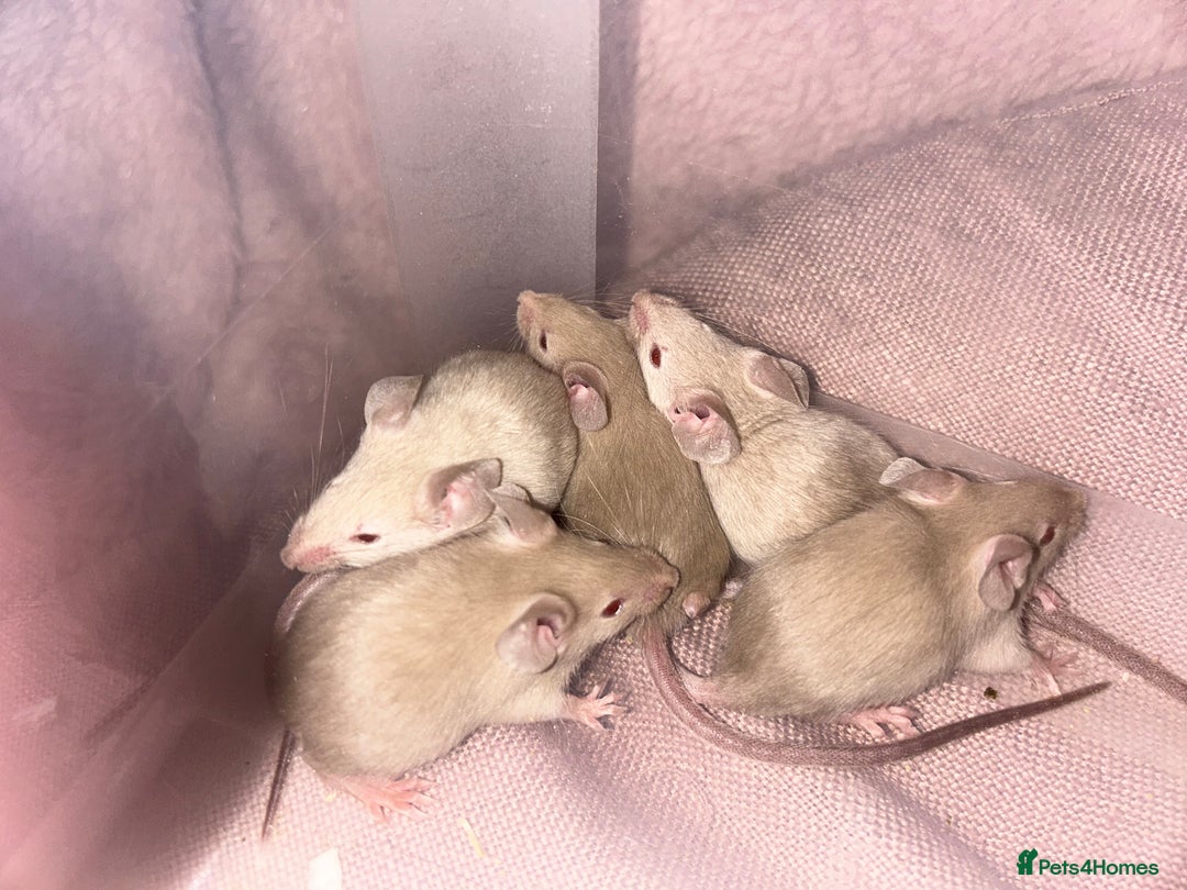 Mouse rodents for sale: Siamese baby mice - Advert 4