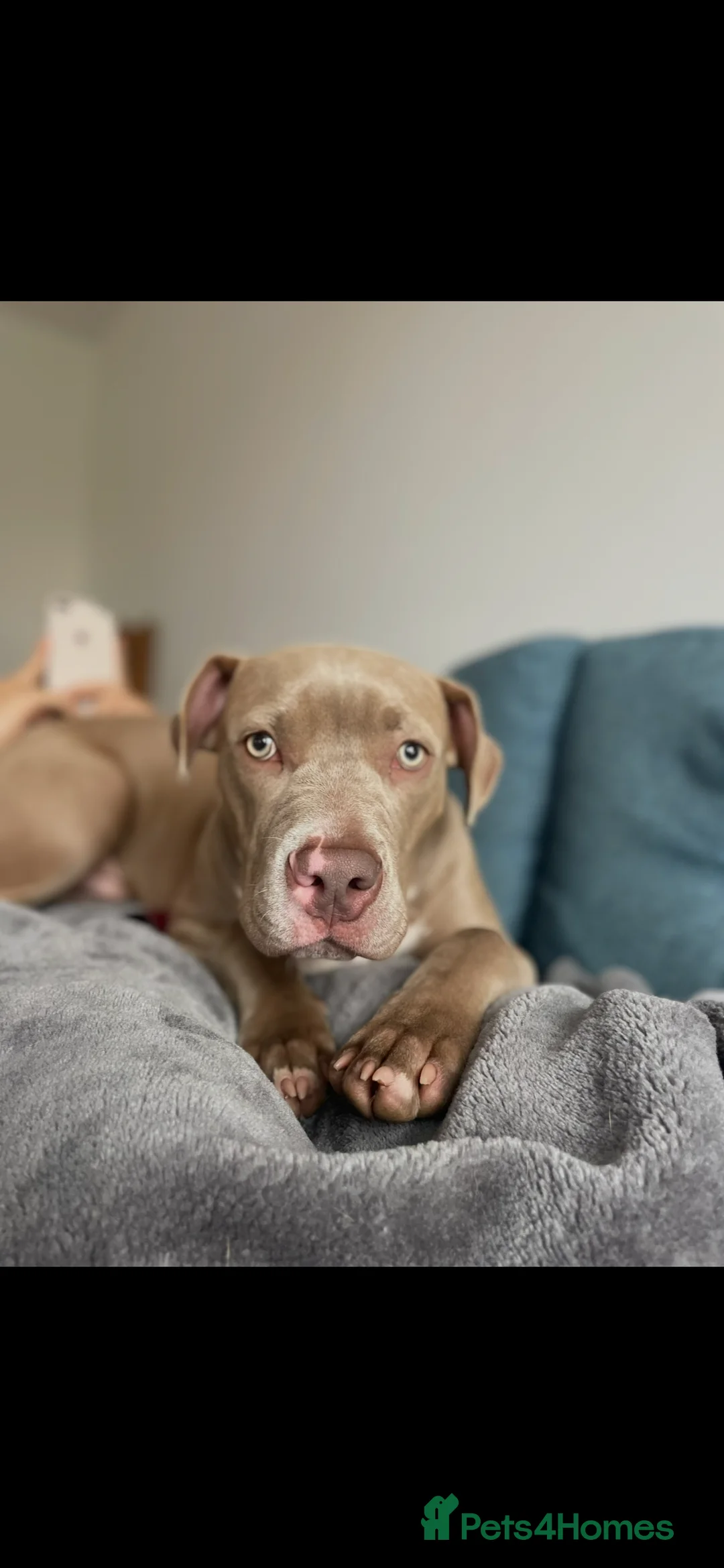 Mixed Breed dogs for sale: 9 mo entire male  - Advert 5