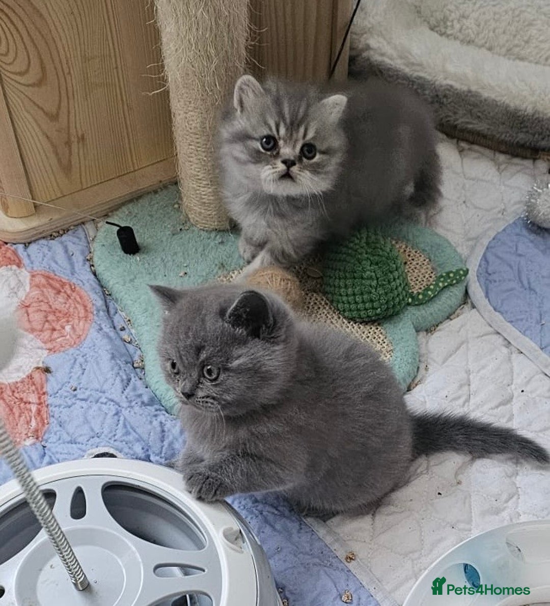 British Longhair cats for sale: Ready to go amazing kitties  - Advert 13