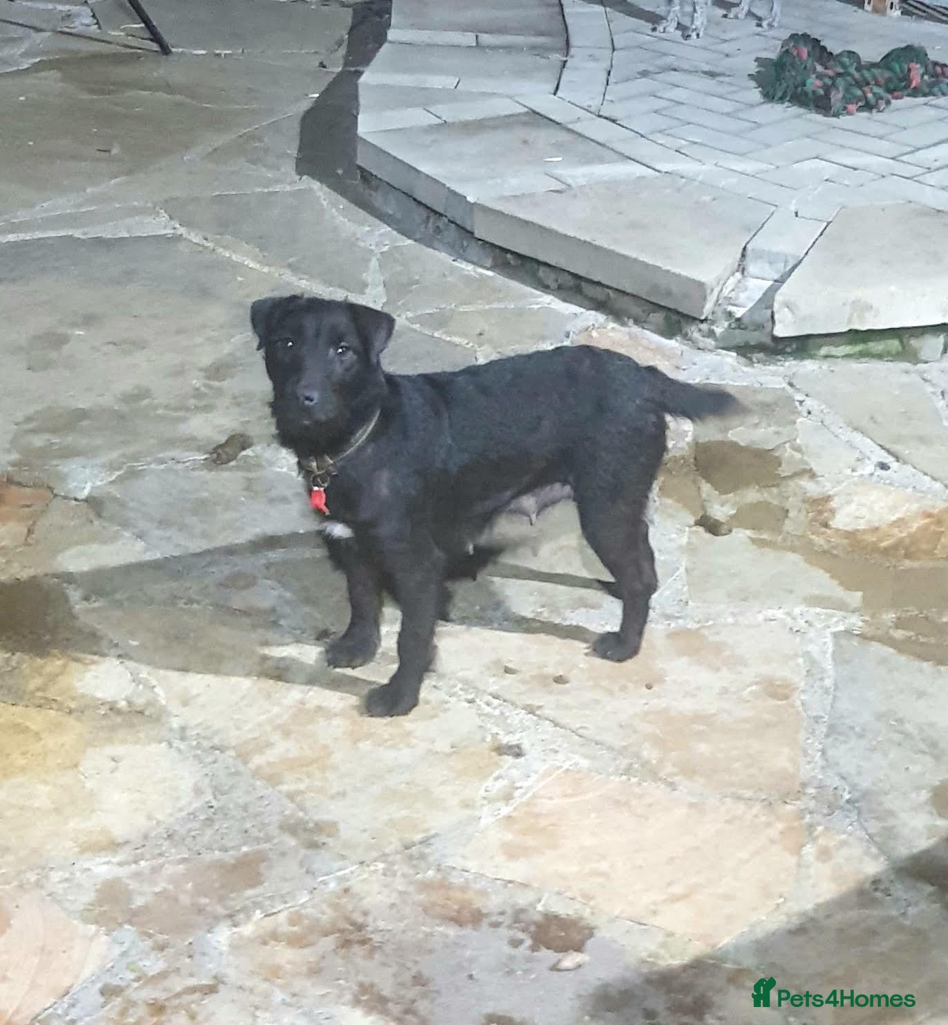 Mixed Breed dogs Stunning Lakeland x Patterdale pups - Advert 1