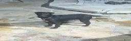 Mixed Breed dogs for sale: Stunning Lakeland x Patterdale pups - Advert 1