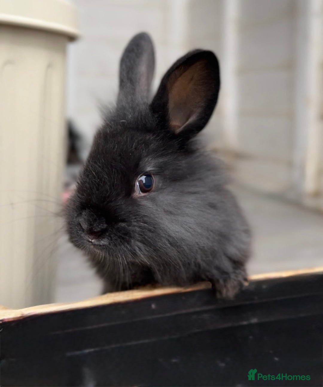 Angora rabbits for sale: Angora x bunnies 8 weeks old  - Advert 2