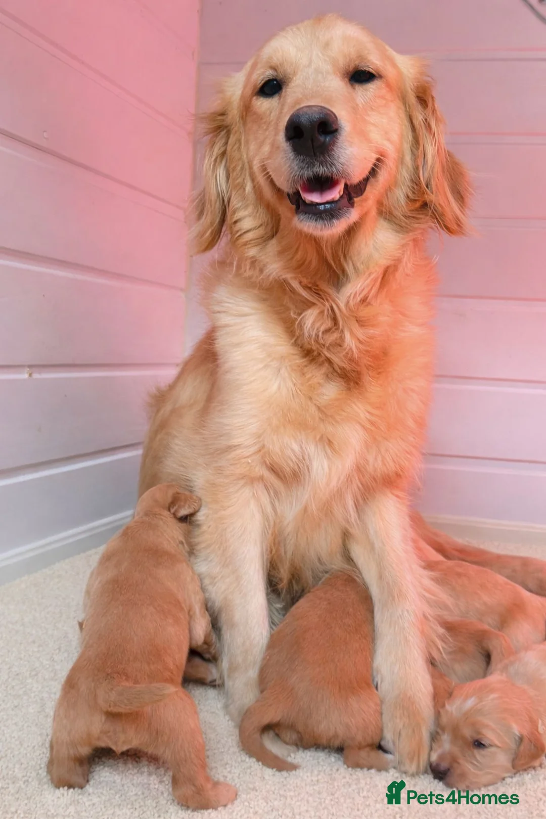 Golden Retriever dogs for sale: Health Tested Gold/Red KC Golden Retriever Puppies - Advert 3