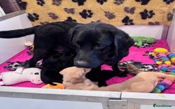 Labrador Retriever dogs for sale: 🩷Two Girls🩷 Fully Vaccinated-KC Labrador Puppies in Launceston - Image 12