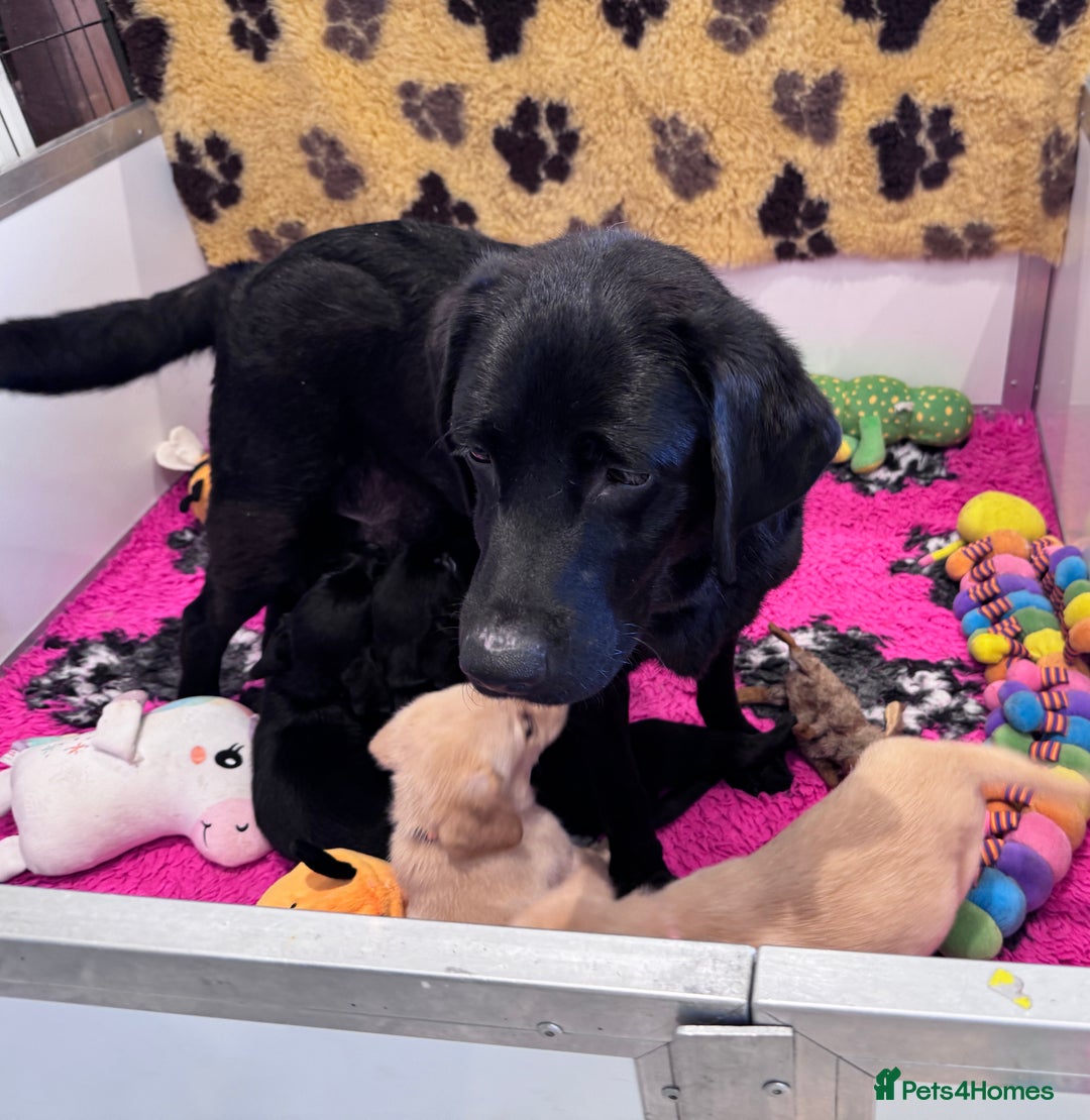 Labrador Retriever dogs for sale: 🩷Two Girls🩷 Fully Vaccinated-KC Labrador Puppies in Launceston - Image 12