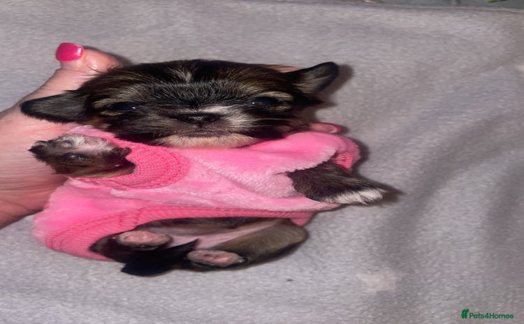 Mixed Breed dogs 6 Beautiful Babys🩵🩵🩵🩷🩷🩷 - Advert 3