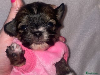 Mixed Breed dogs 6 Beautiful Babys🩵🩵🩵🩷🩷🩷 - Advert 6