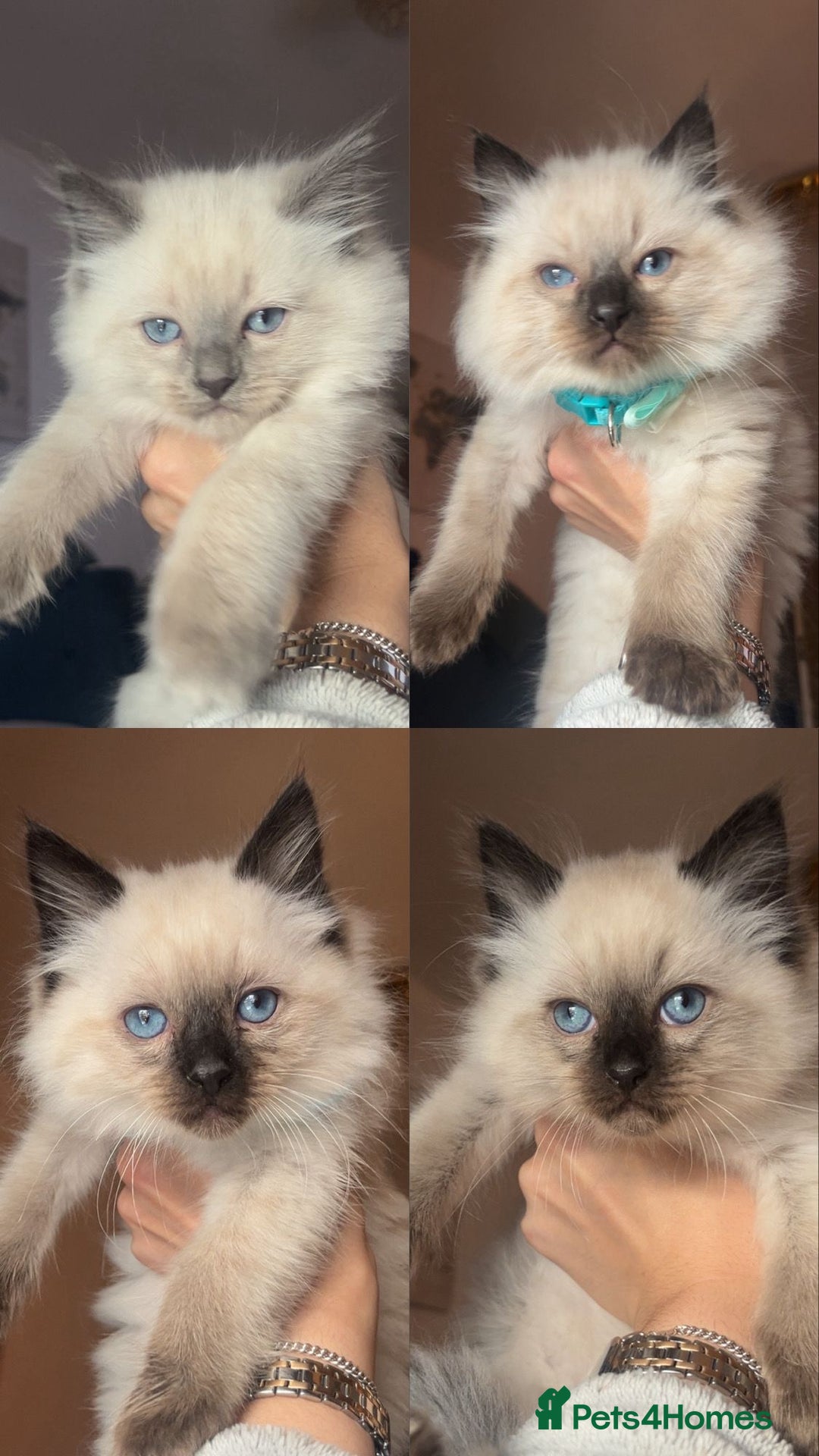 Ragdoll cats for sale: Stunning Ragdolls kittens - Advert 1