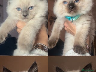 Ragdoll cats Stunning Ragdolls kittens - Advert 1
