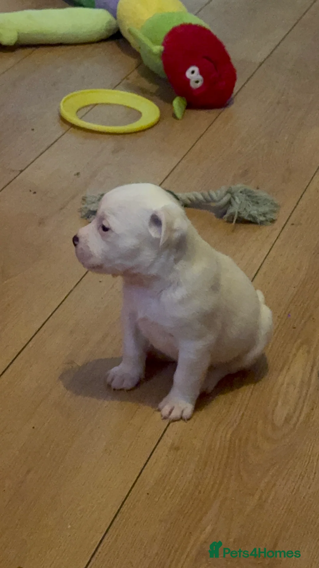 Mixed Breed dogs for sale: Fluffy puppy’s  only 2 left  - Advert 2