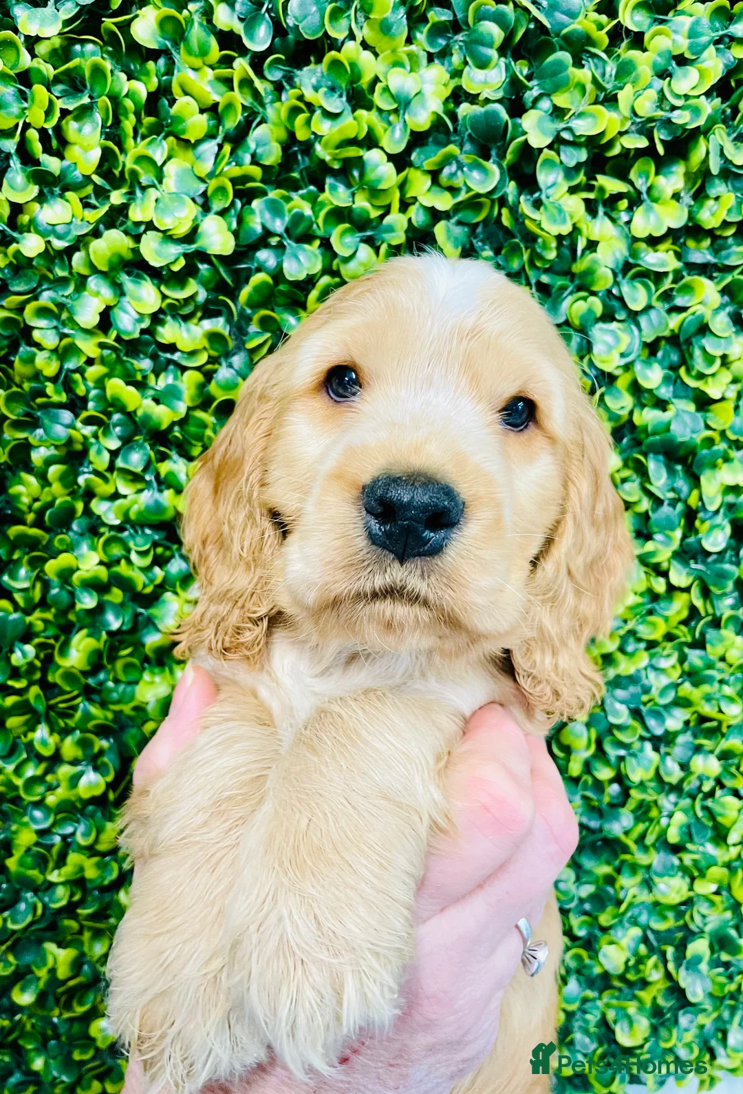 Cocker Spaniel dogs for stud: 🧡🧡 KC REG Stud Orange Roan Show Cocker Spaniel in Northallerton - Advert 9