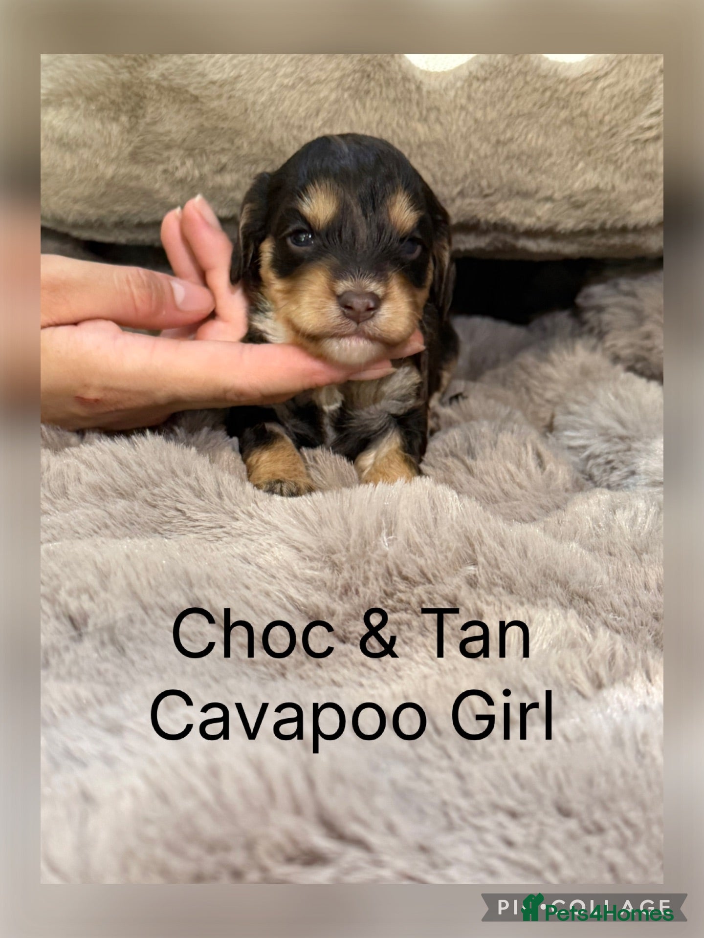 Cavapoo dogs Stunning Choc & Tan Cavapoo’s  - Advert 1