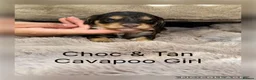 Cavapoo dogs for sale: Stunning Choc & Tan Cavapoo’s  - Advert 1