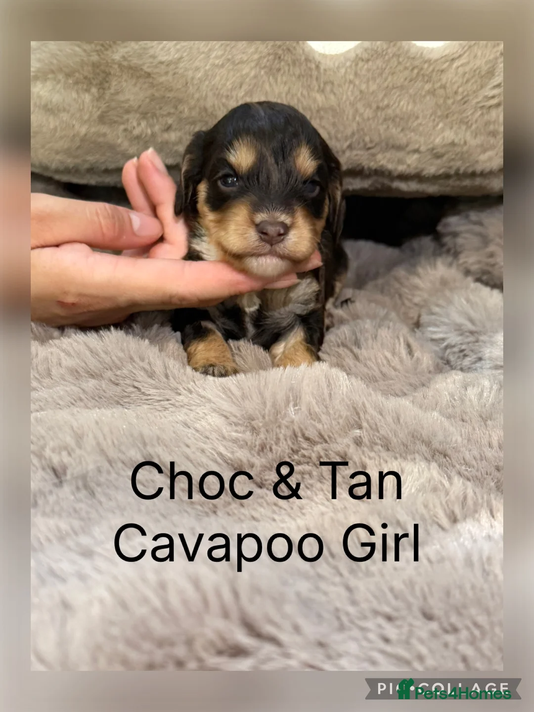 Cavapoo dogs for sale: Stunning Choc & Tan Cavapoo’s  - Advert 1